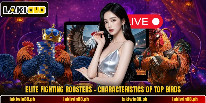Elite Fighting Roosters – Characteristics Of Top Birds